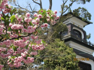 1200×900　尾山神社　菊桜
