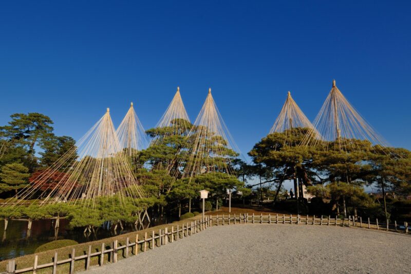 雪吊り作業が始まりましたYukitsuri Installation at Kenrokuen Garden