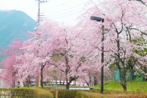 鬼怒川公園　枝垂れ桜