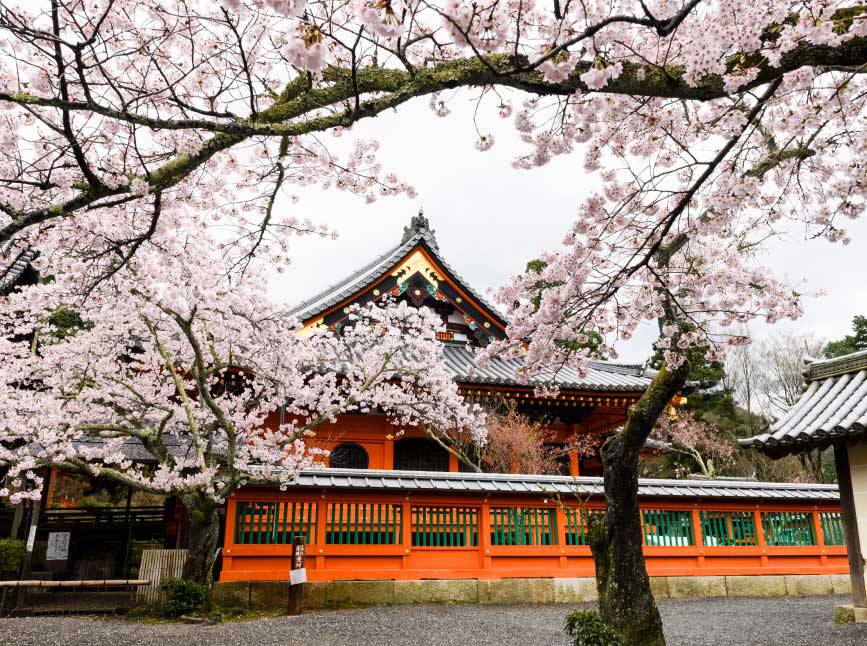 【桜シーズン到来！】京都・滋賀の桜開花時期をエリアごとにお知らせいたします！