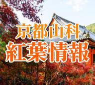 【紅葉情報】知る人ぞ知る秋の京都！山科のおすすめ紅葉スポットをご紹介いたします！