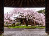 【ついに開花！】3月29日(金)に京都でも桜の開花宣言が出されました！