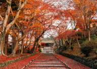 【いよいよ紅葉】京都・山科のオススメ紅葉名所10選をご紹介いたします！